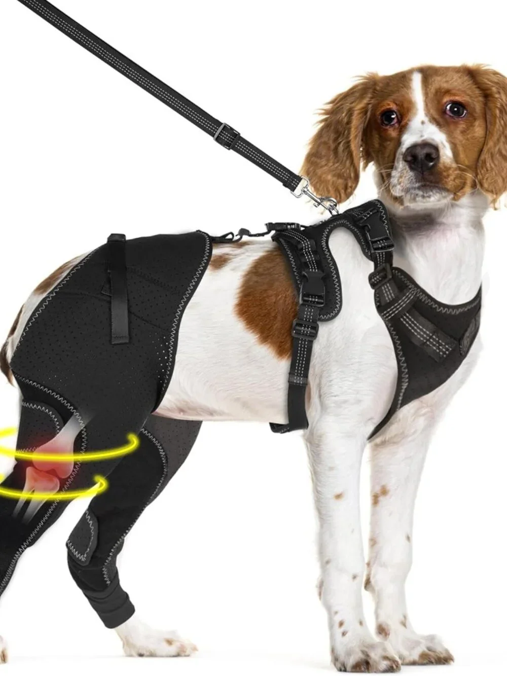 Dog ACL Knee Brace with Cruciate Ligament Injuries